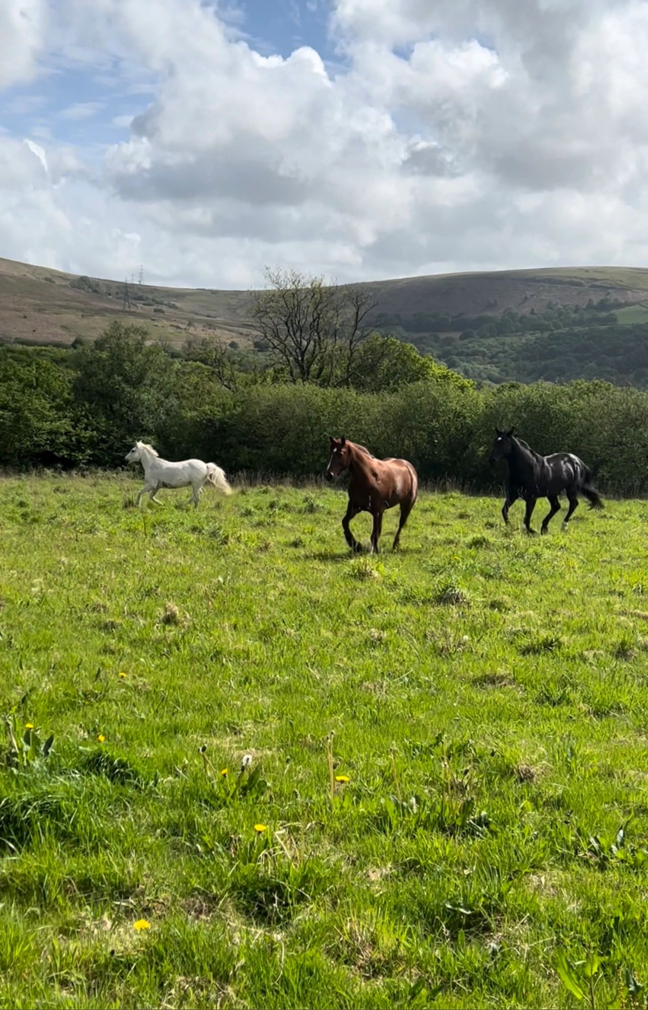 Wilderness Equestrian